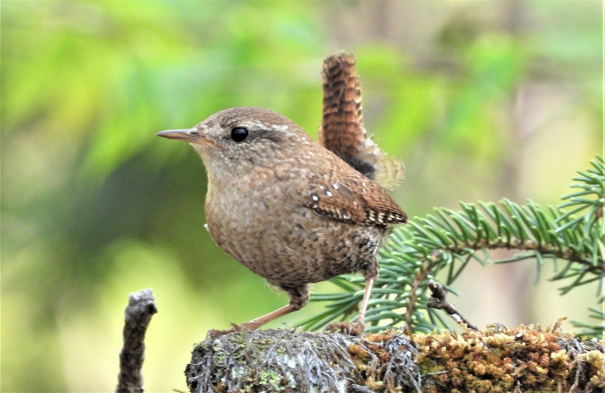 Winter Wren - ML238983331