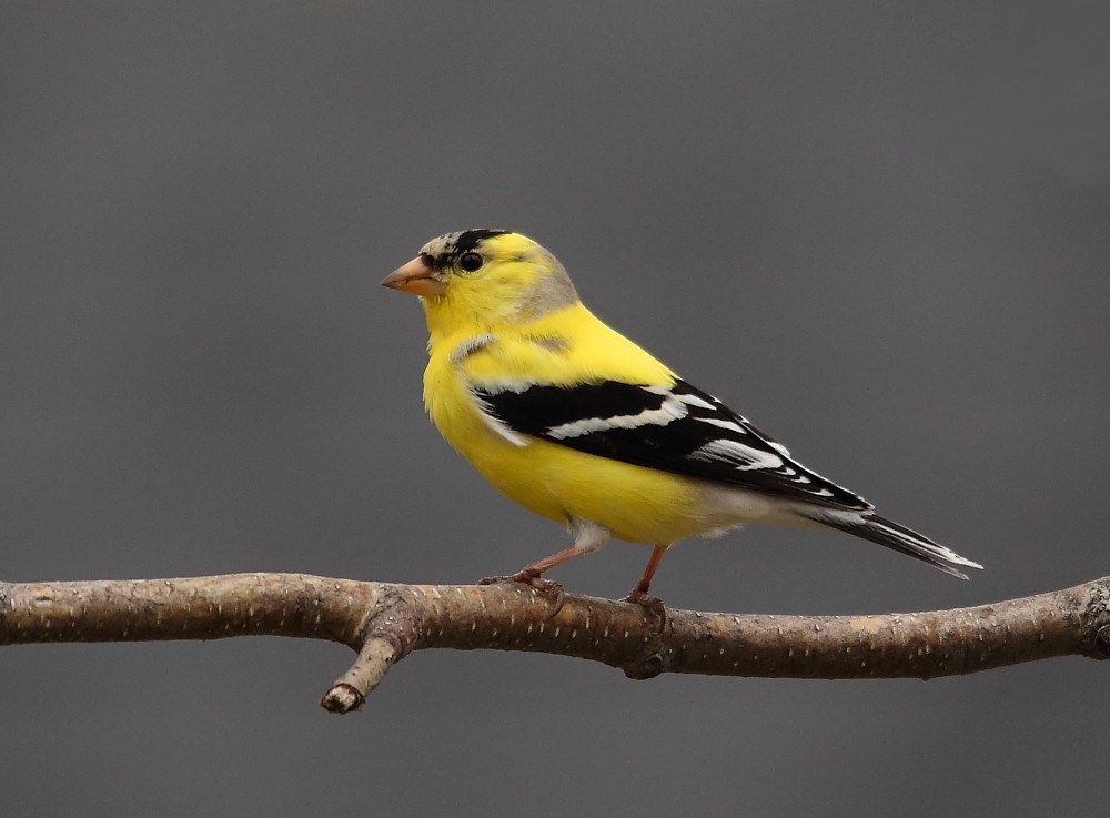 American Goldfinch - Josée Rousseau