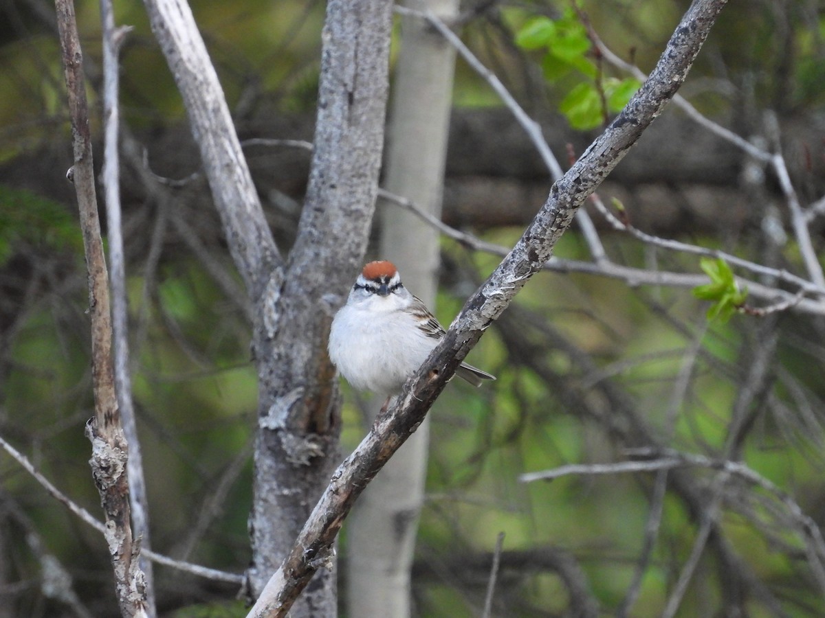 Chipping Sparrow - ML238984051