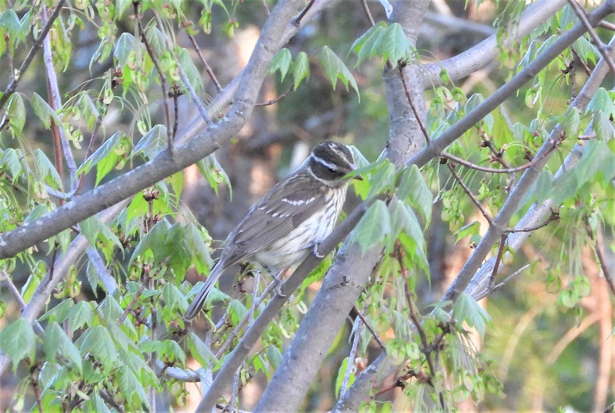 Rose-breasted Grosbeak - ML238984181