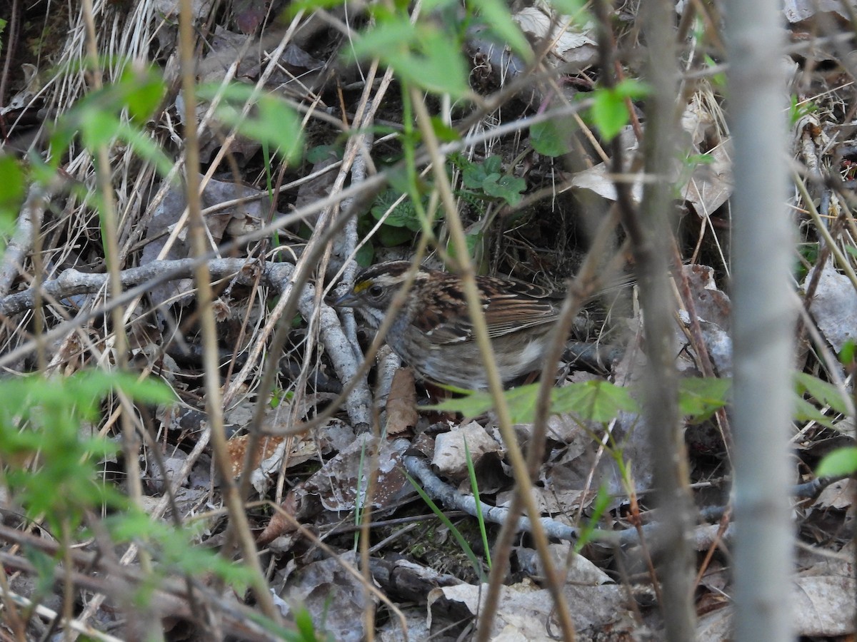 White-throated Sparrow - ML238984401