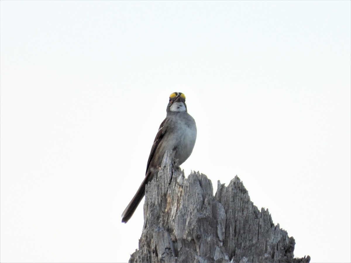 White-throated Sparrow - ML238984481