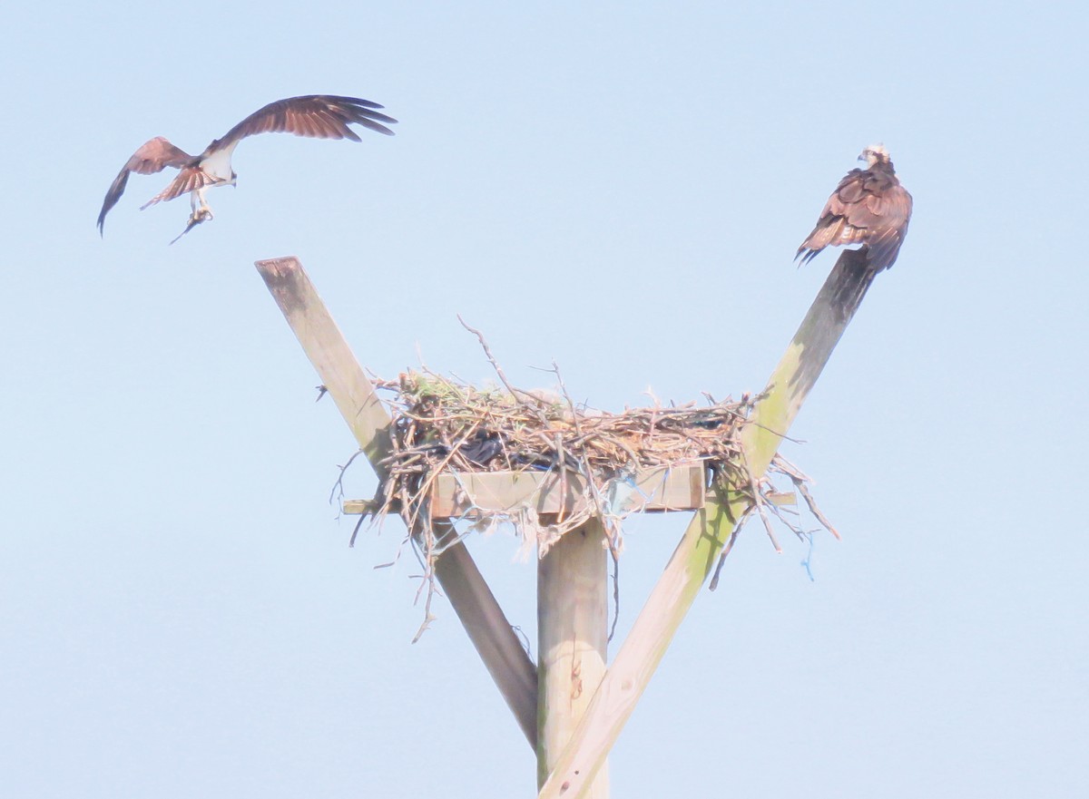 Загасч явлаг - ML238985171