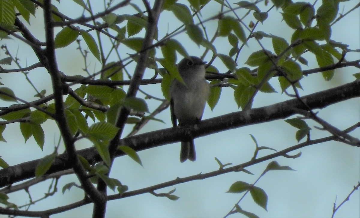 Least Flycatcher - ML238985401