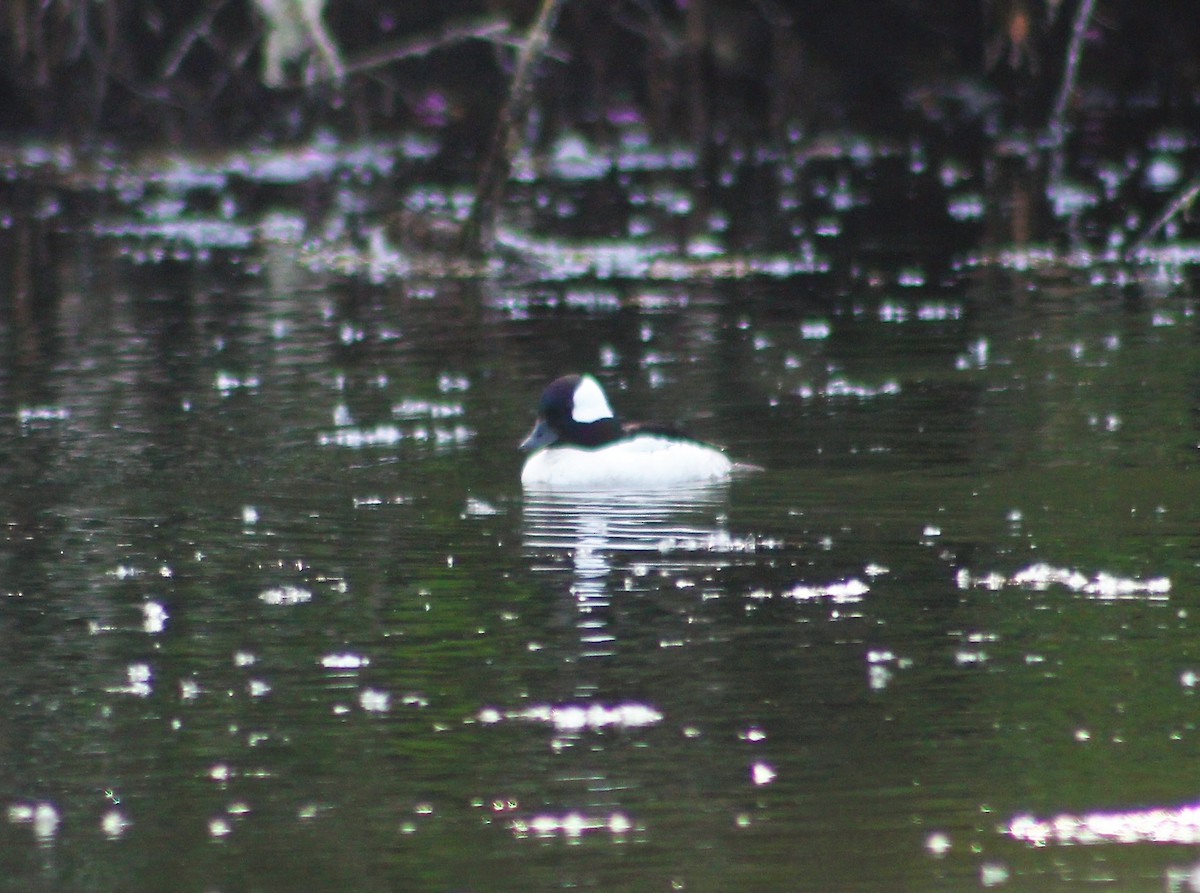 Bufflehead - Jane Thomas