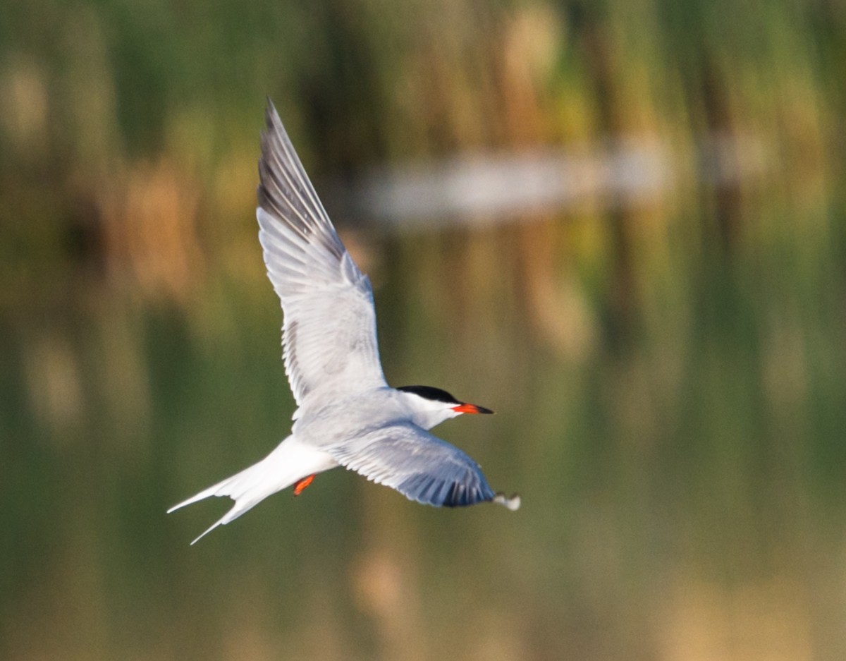 Common Tern - ML238989551