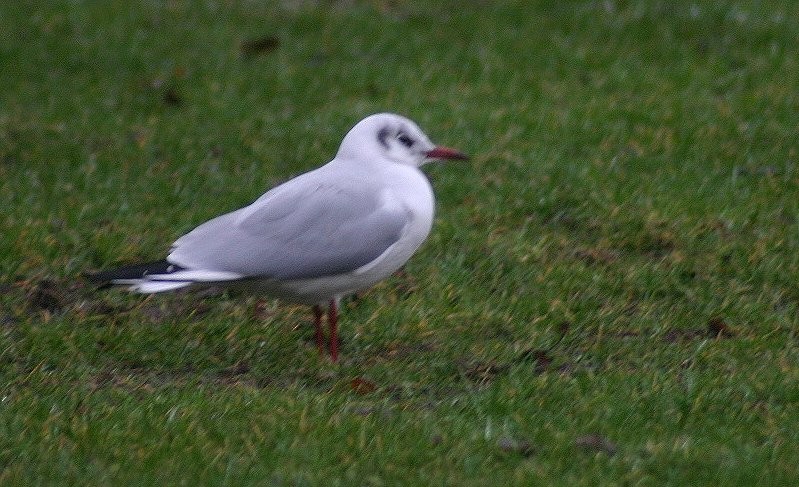 Black-headed Gull - Jamie G