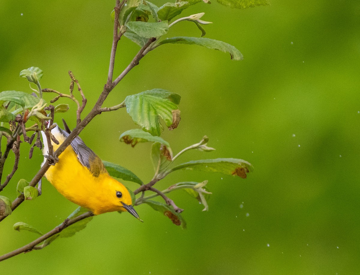 Prothonotary Warbler - Bryan Smith