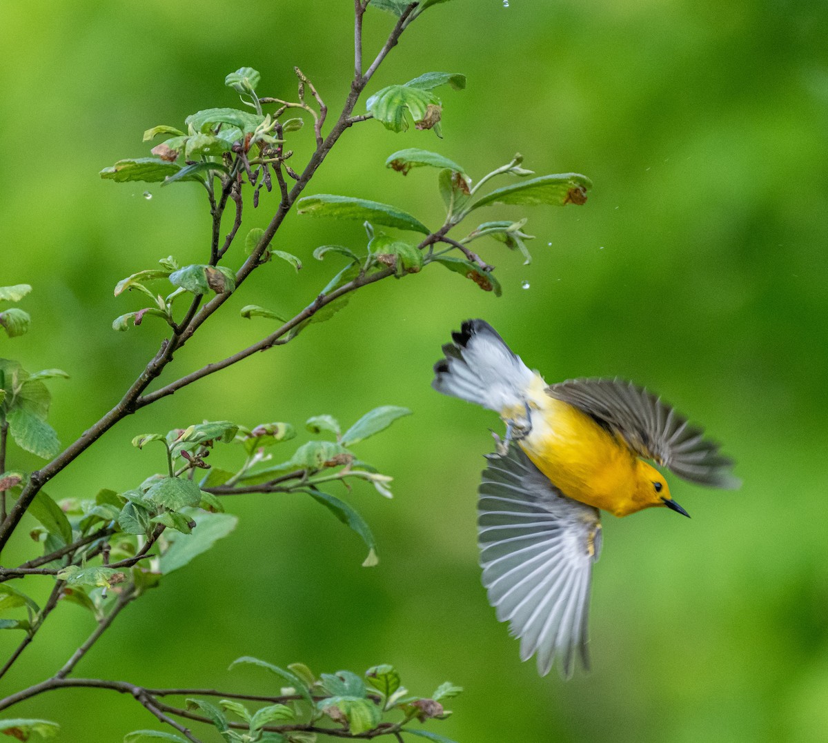 Prothonotary Warbler - Bryan Smith