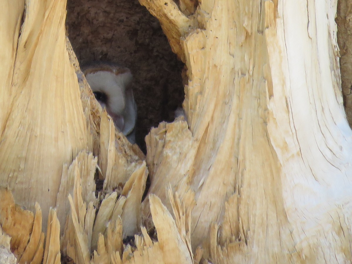 American Barn Owl - ML238989961