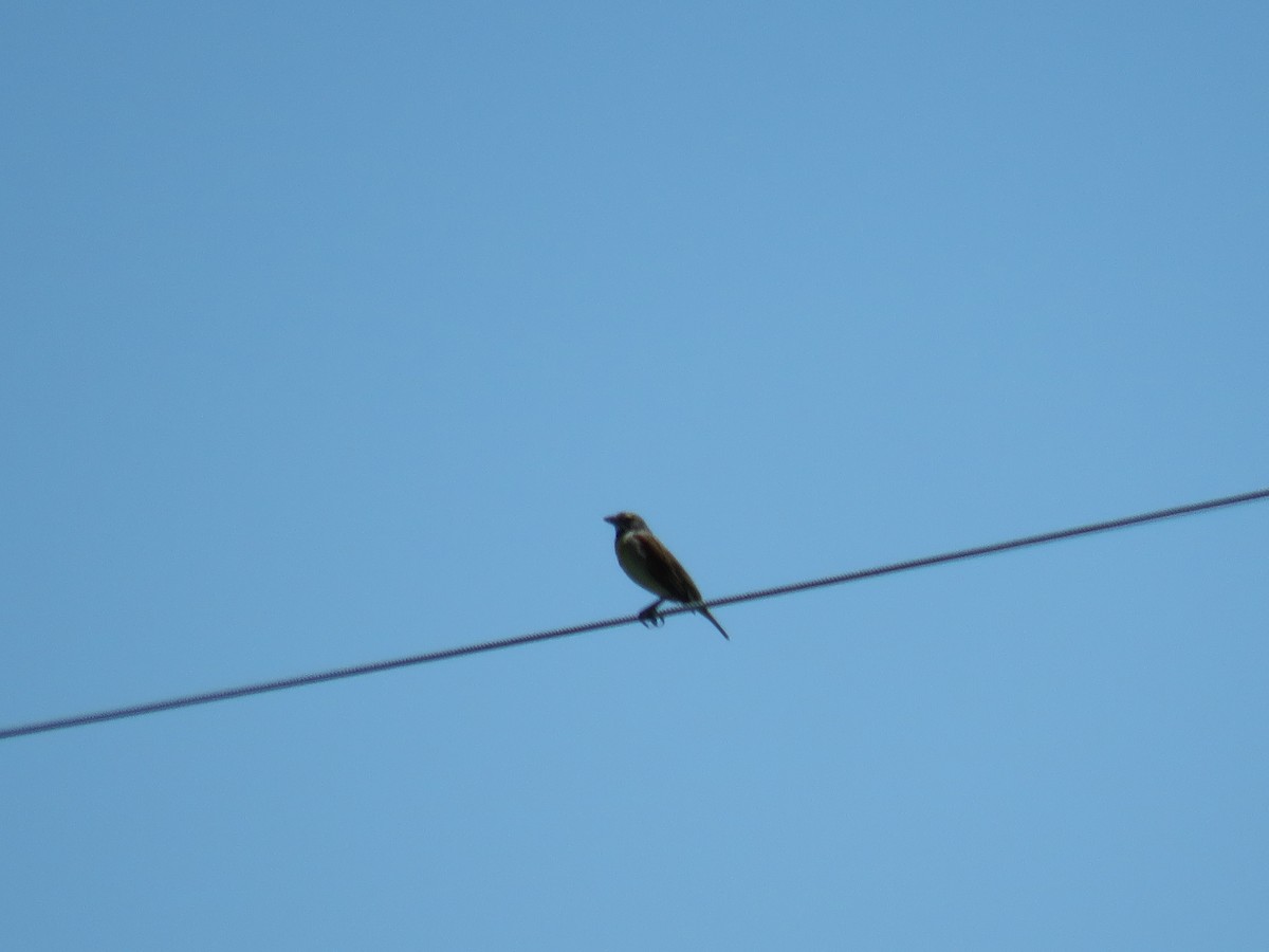 Dickcissel - ML238990301