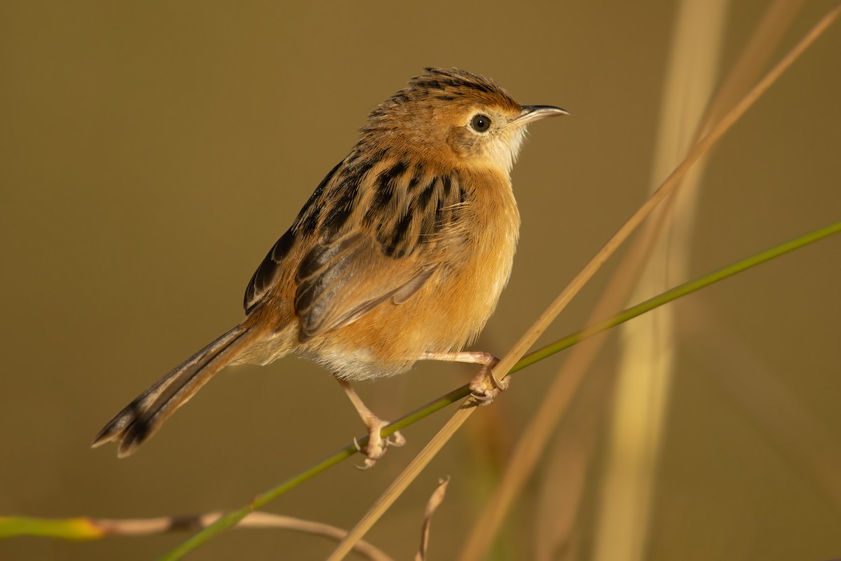 Golden-headed Cisticola - ML238991231