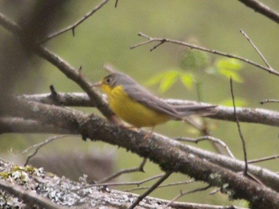 Canada Warbler - ML238994601