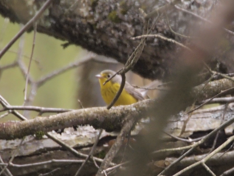 Canada Warbler - ML238994621