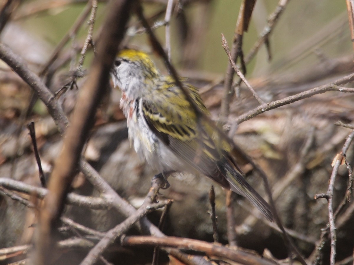 Chestnut-sided Warbler - ML238994661