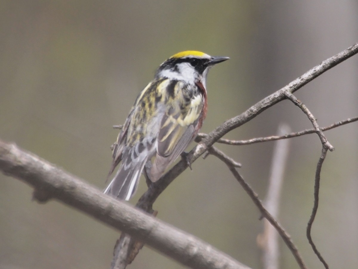 Chestnut-sided Warbler - ML238994741