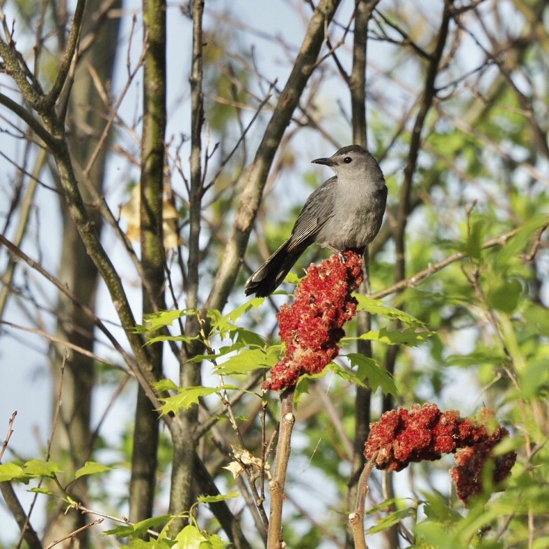 Gray Catbird - Bruce Gates