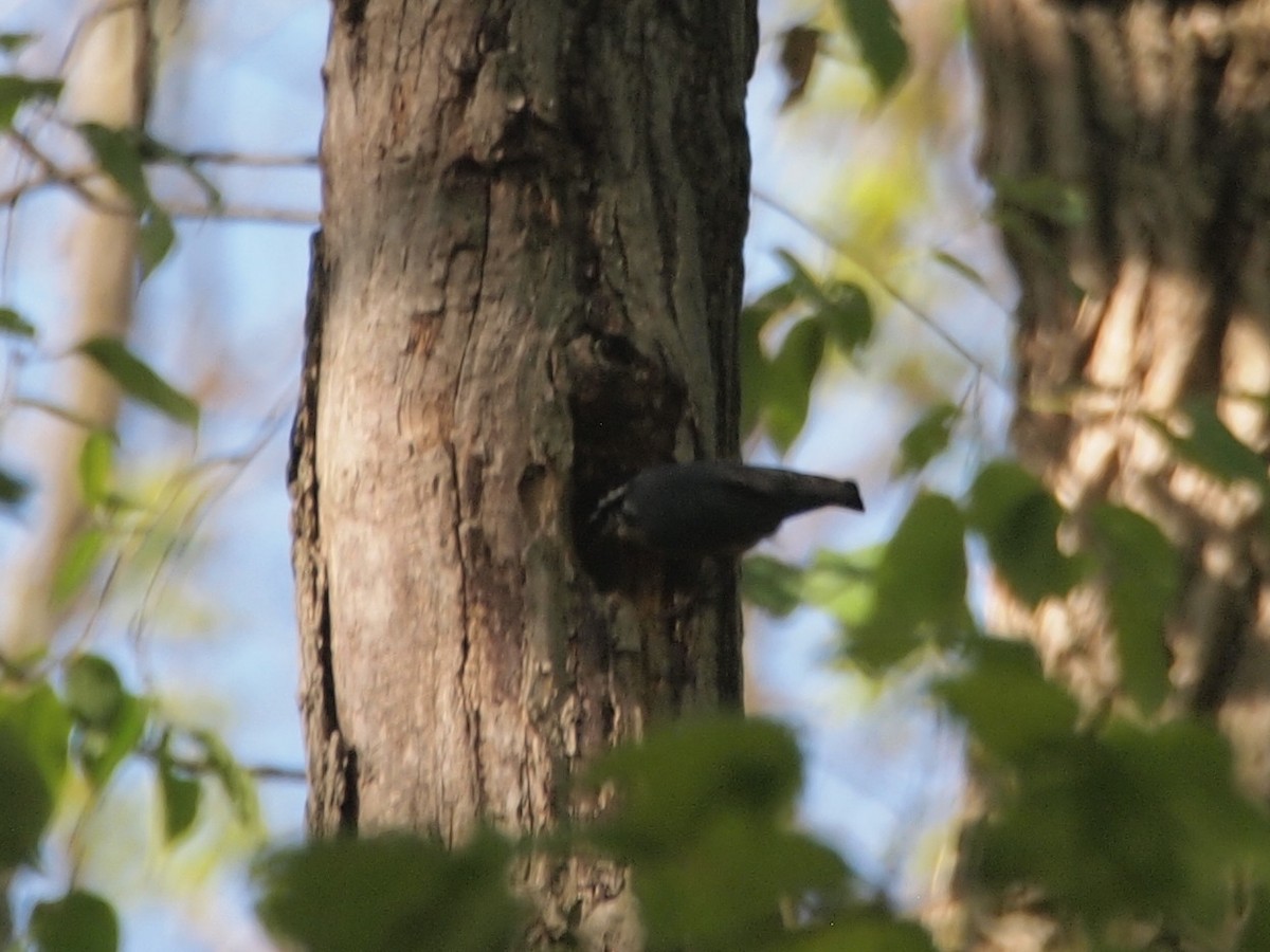 Red-breasted Nuthatch - ML238995851