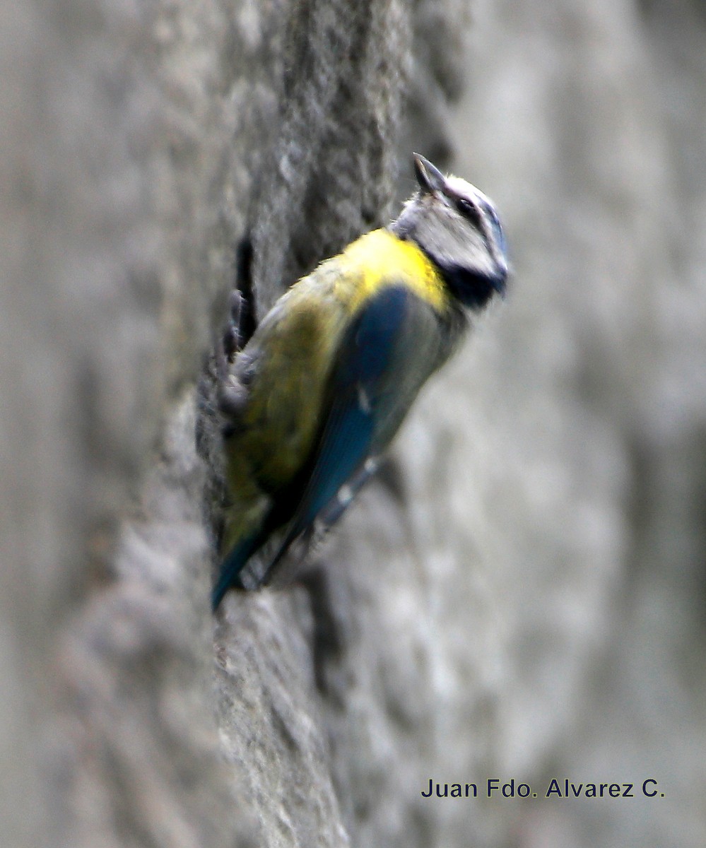 Eurasian Blue Tit - JUAN FERNANDO ALVAREZ CASTRO