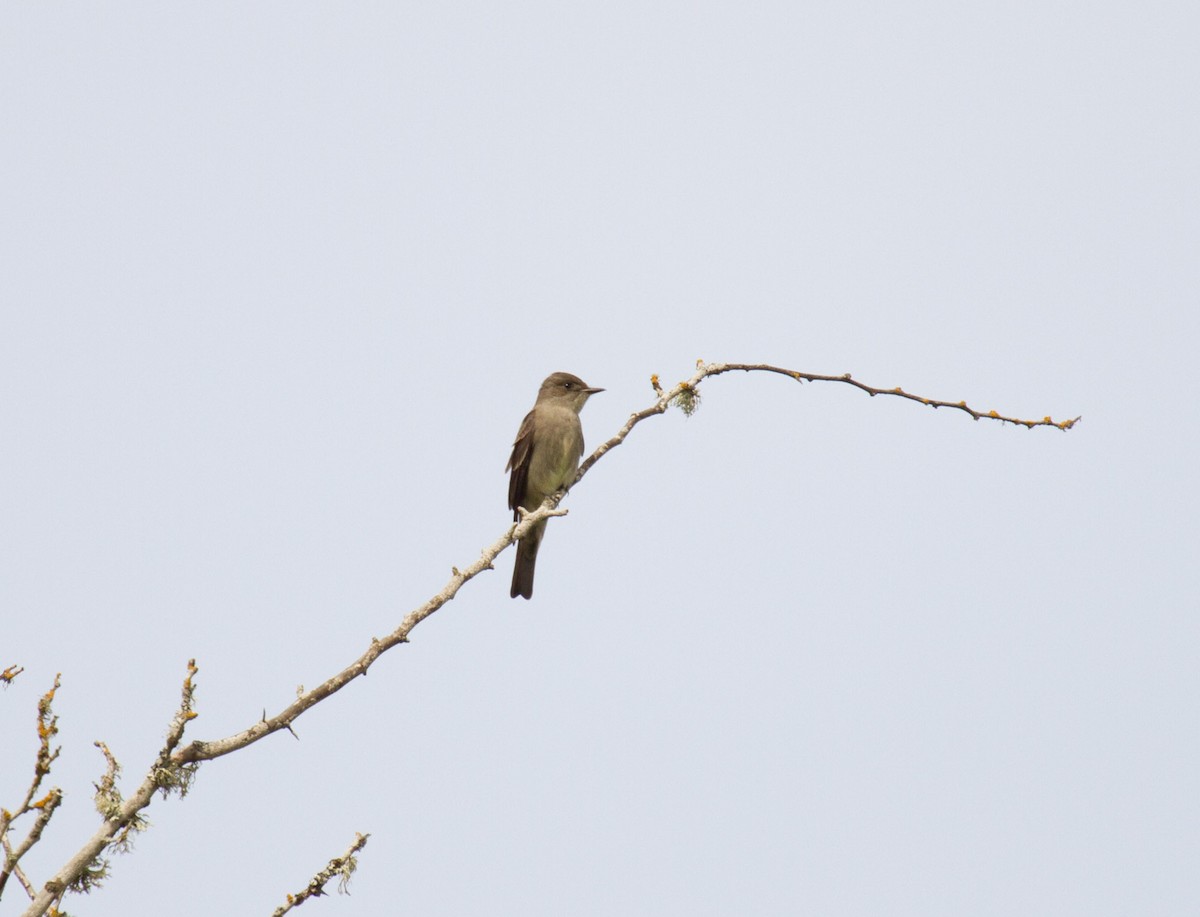 Western Wood-Pewee - Tanya Pluth