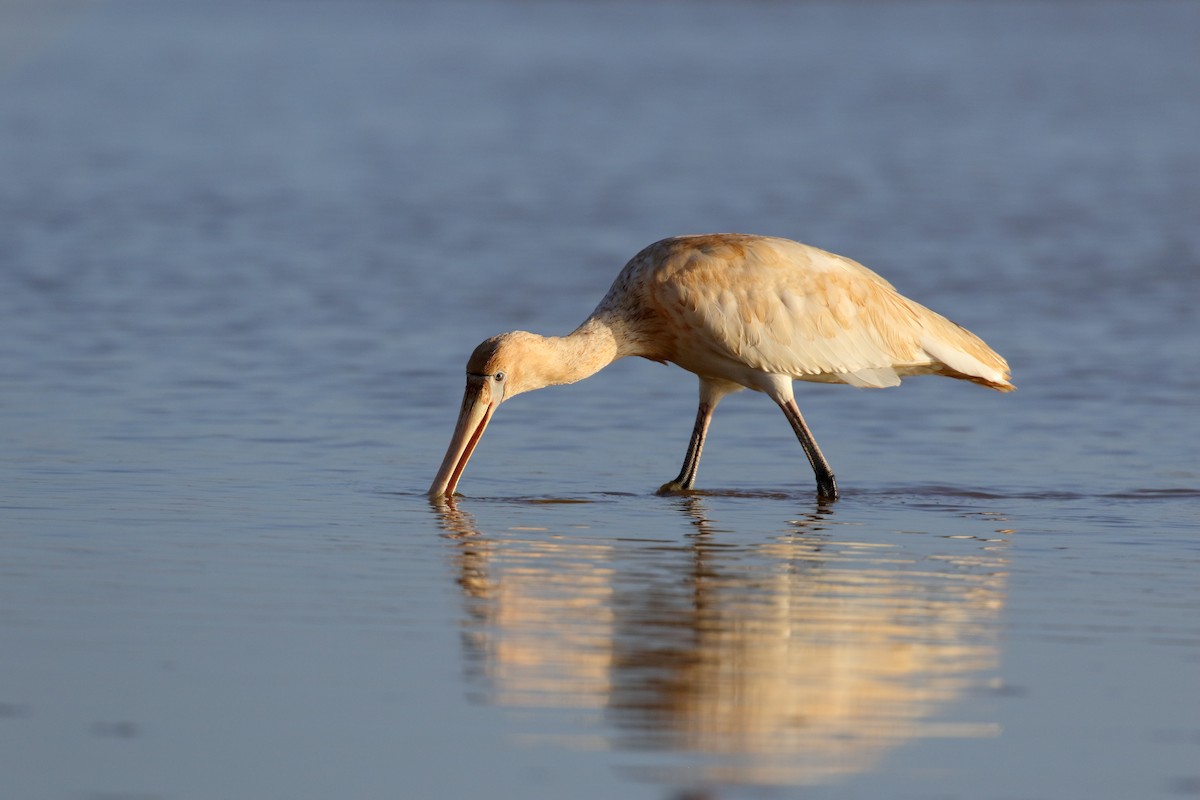 Yellow-billed Spoonbill - ML239000871