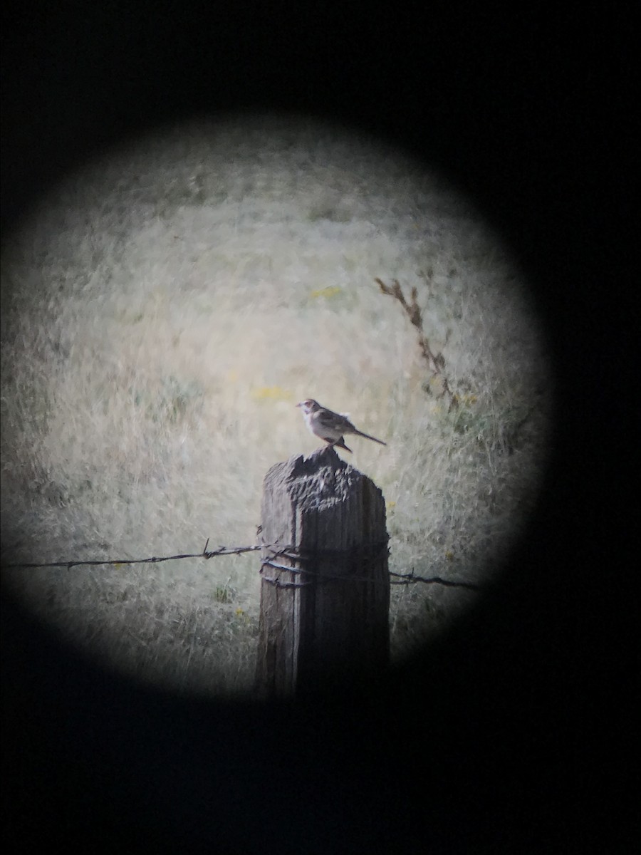 Lark Sparrow - ML239001811