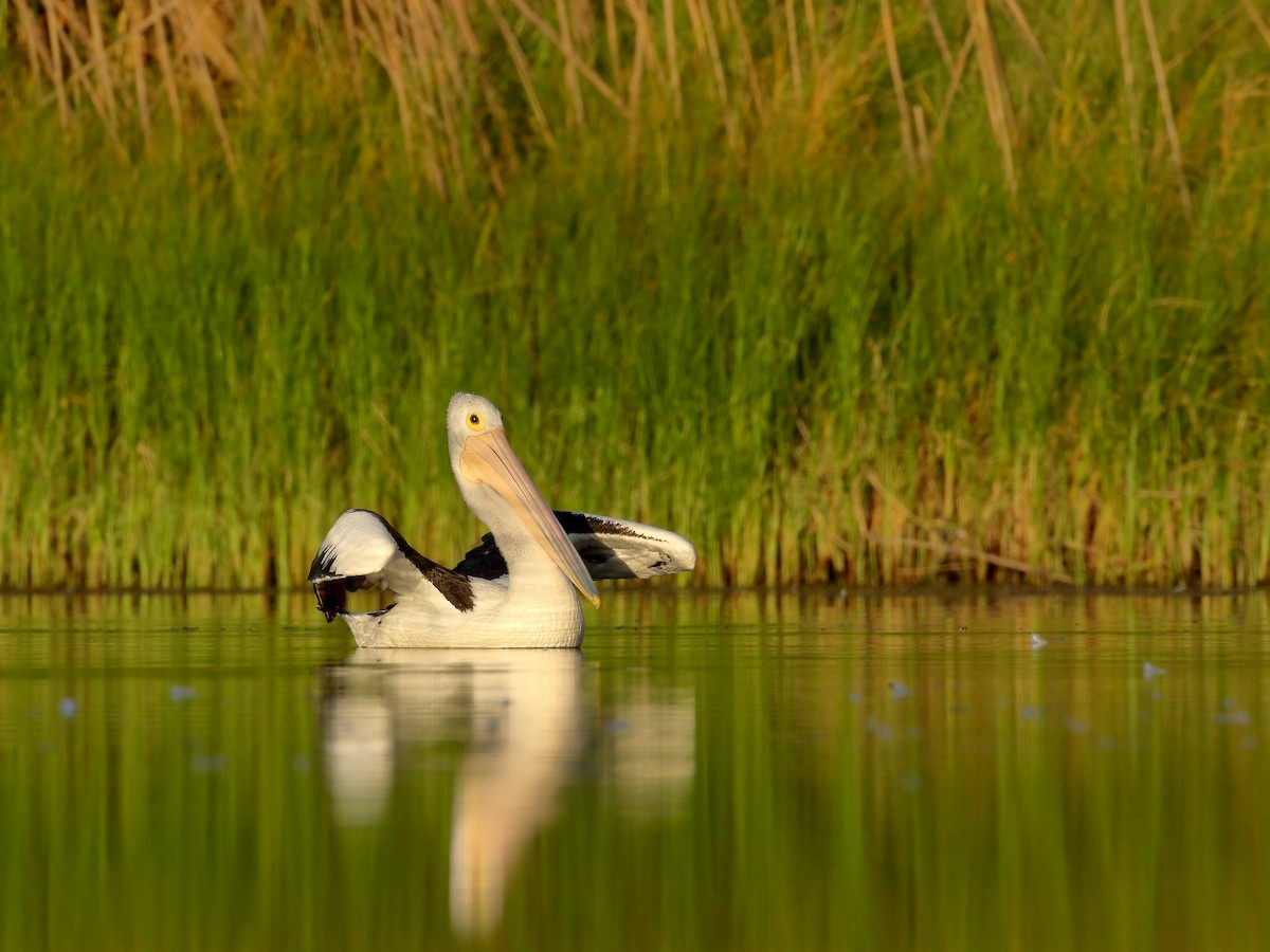 Australian Pelican - ML239002011