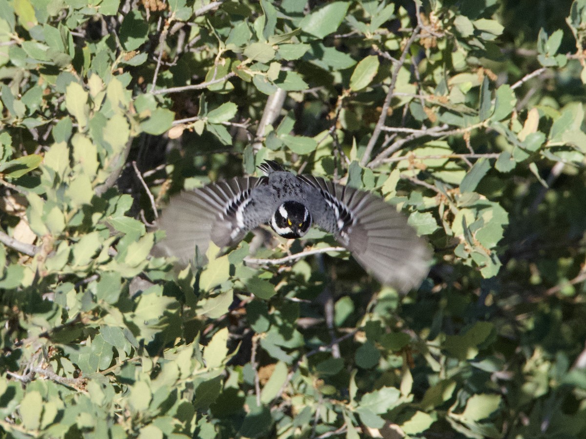 Black-throated Gray Warbler - ML239002101
