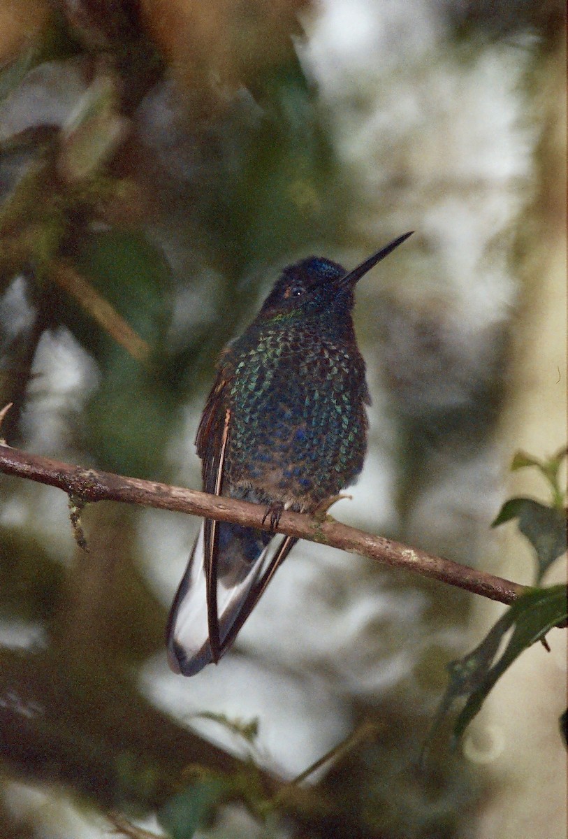 kolibřík hyacintový - ML239004111