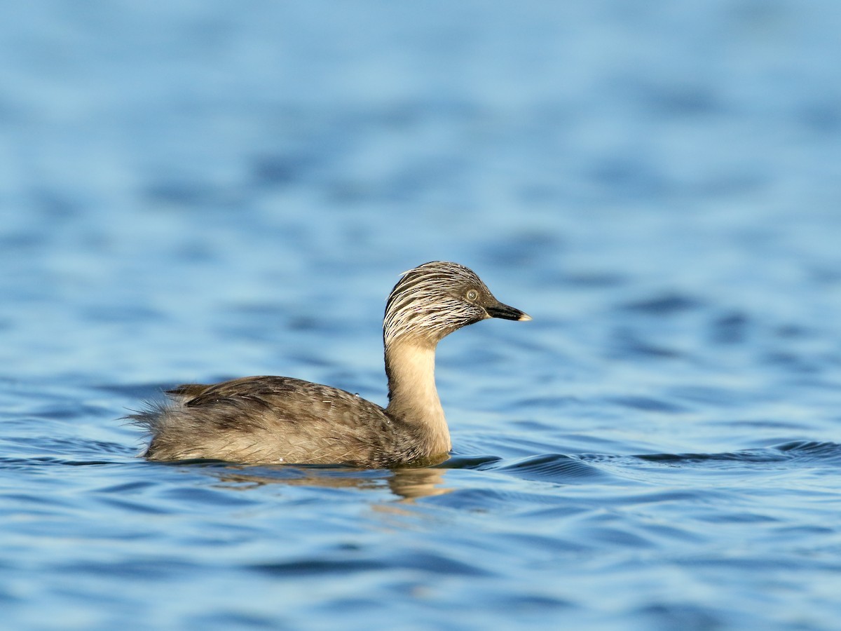 Hoary-headed Grebe - ML239005191