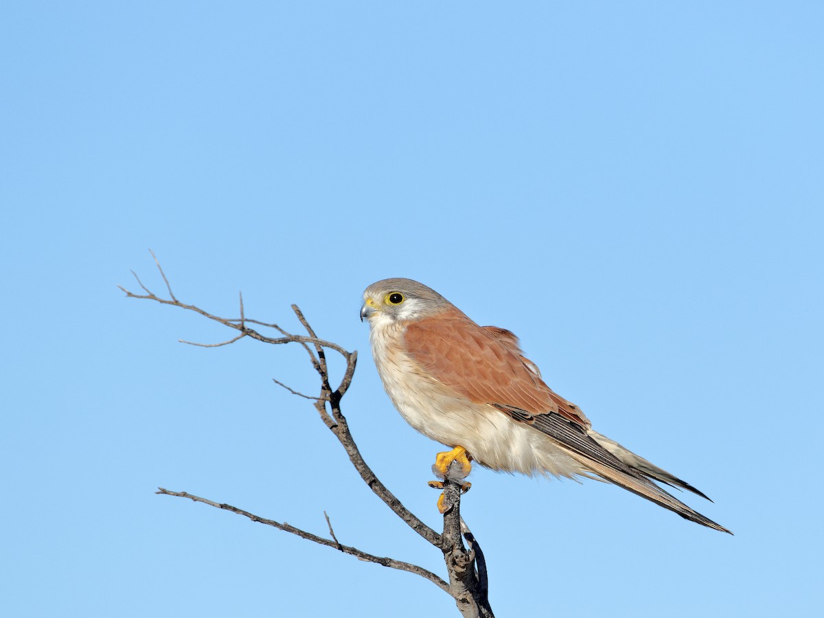 Nankeen Kestrel - ML239006561