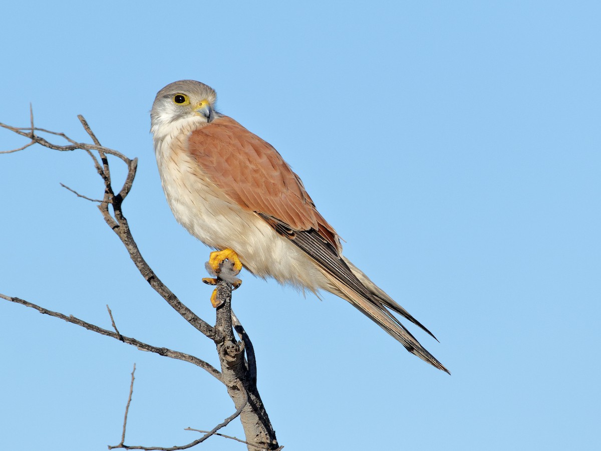 Nankeen Kestrel - ML239006701