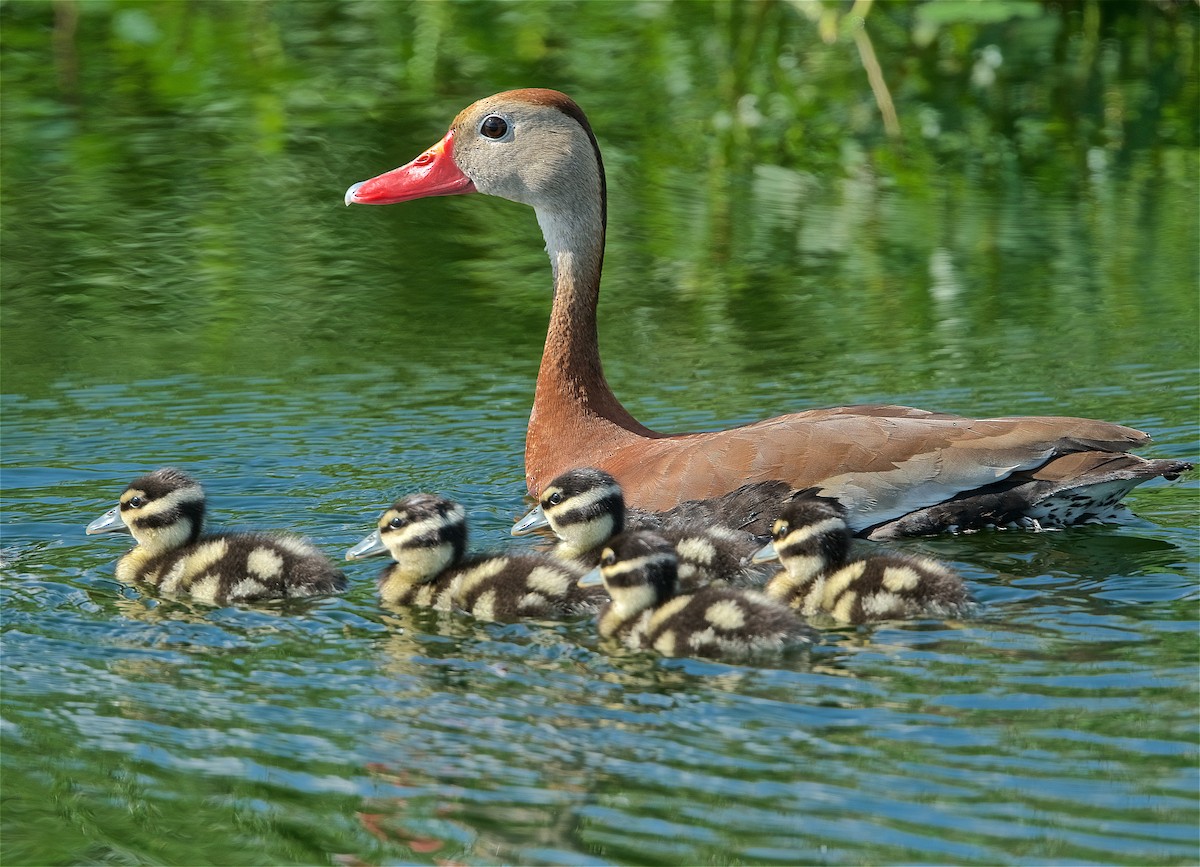 Black-bellied Whistling-Duck - Harlan Stewart