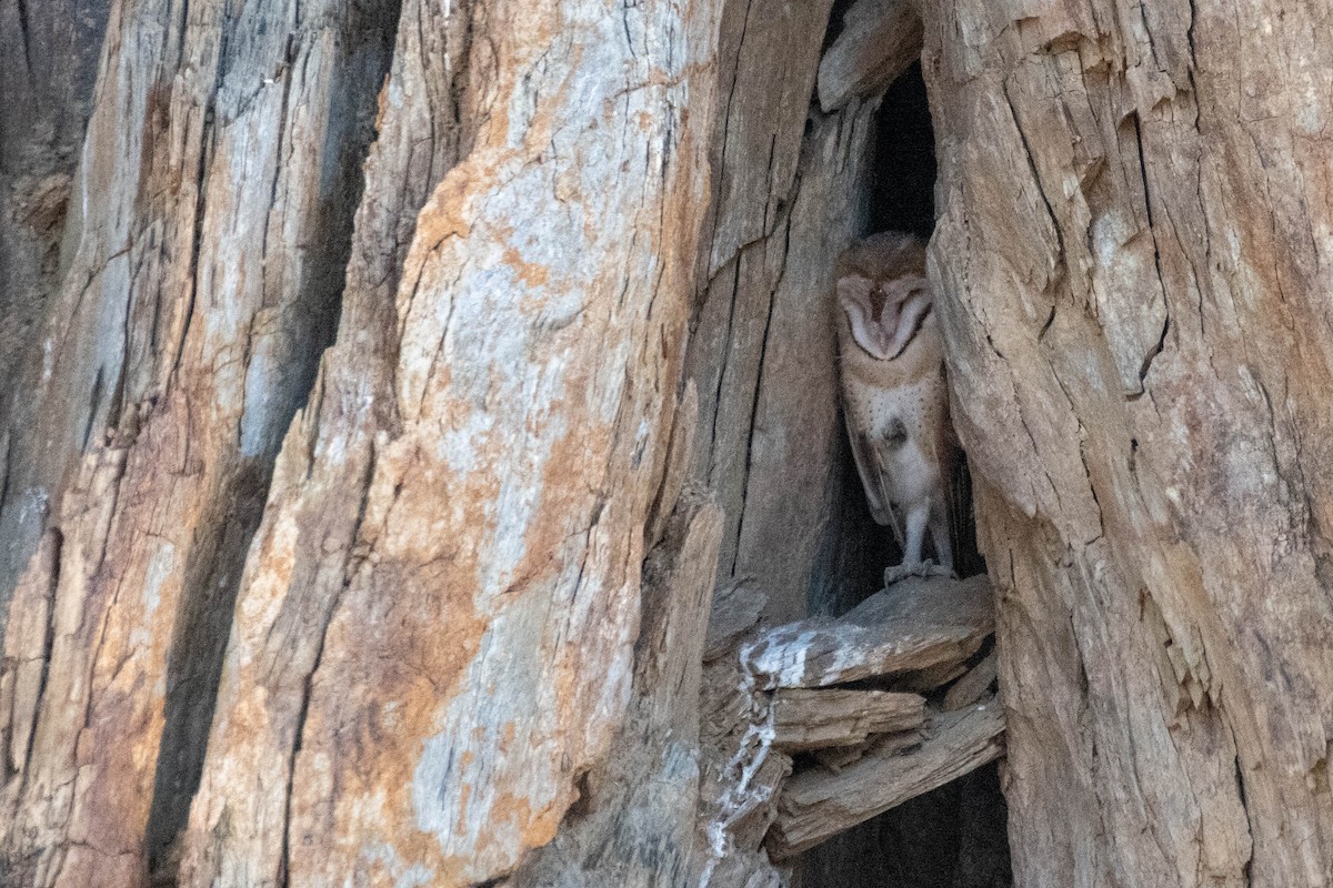 Barn Owl - ML239007821