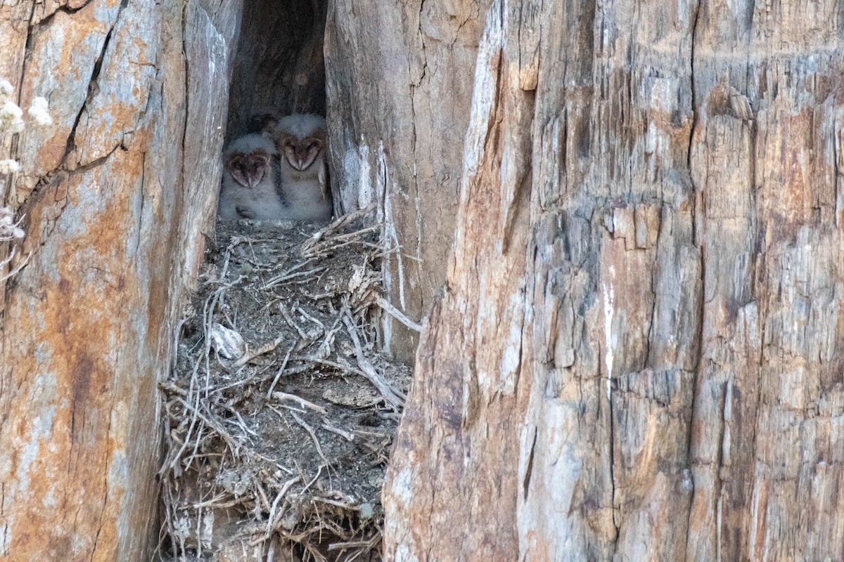 Barn Owl - ML239007911