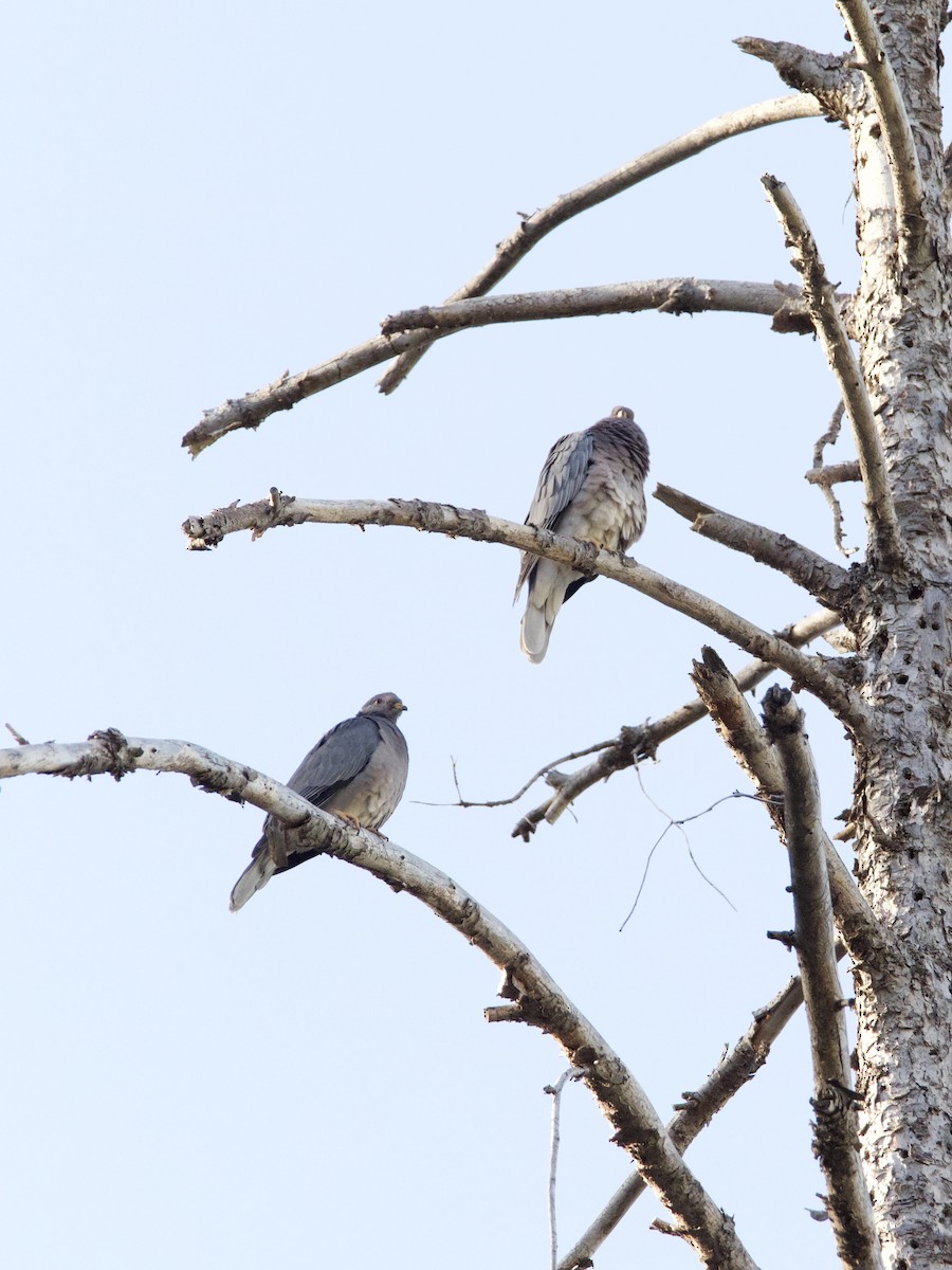 Band-tailed Pigeon - Sochetra Ly