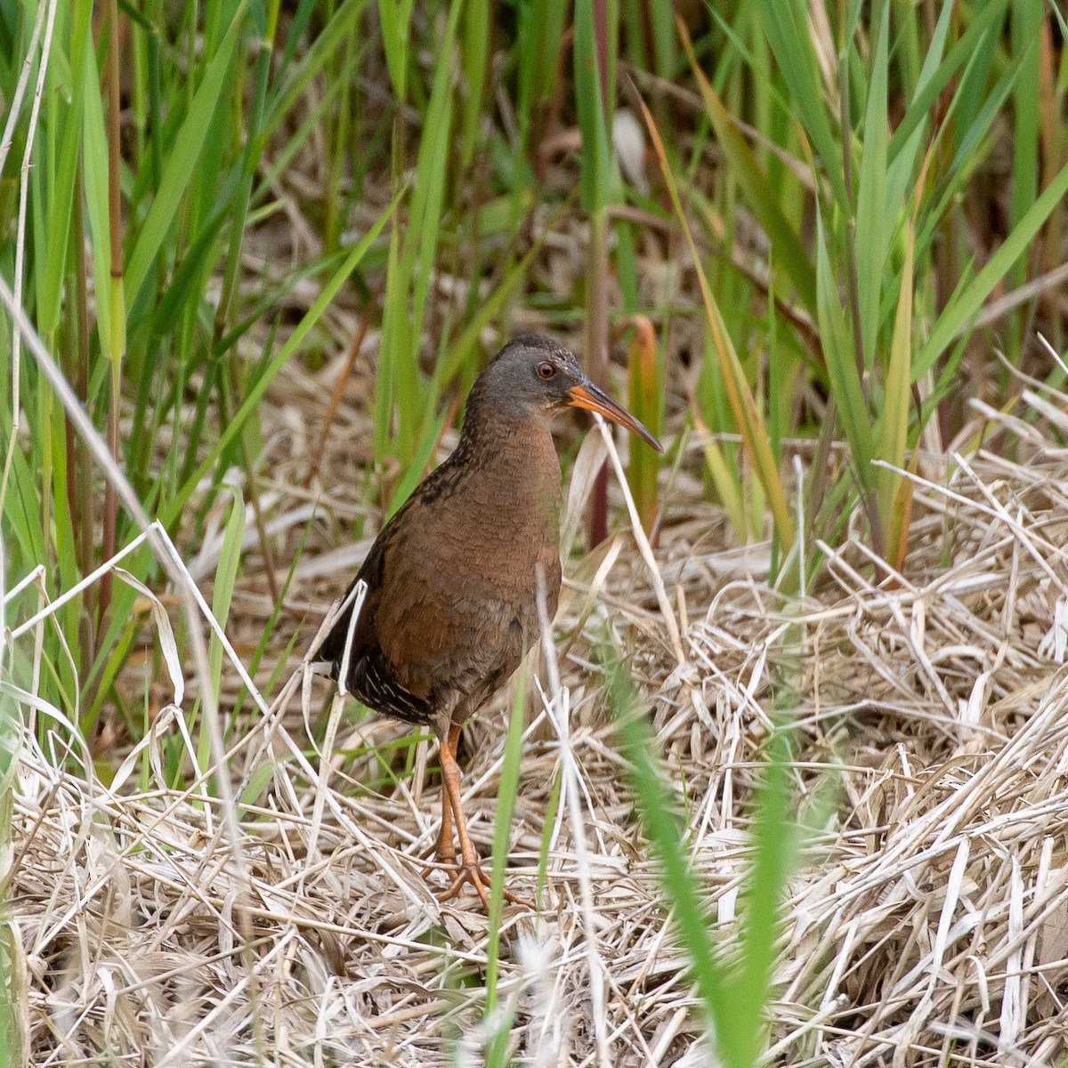 Virginia Rail - ML239010441