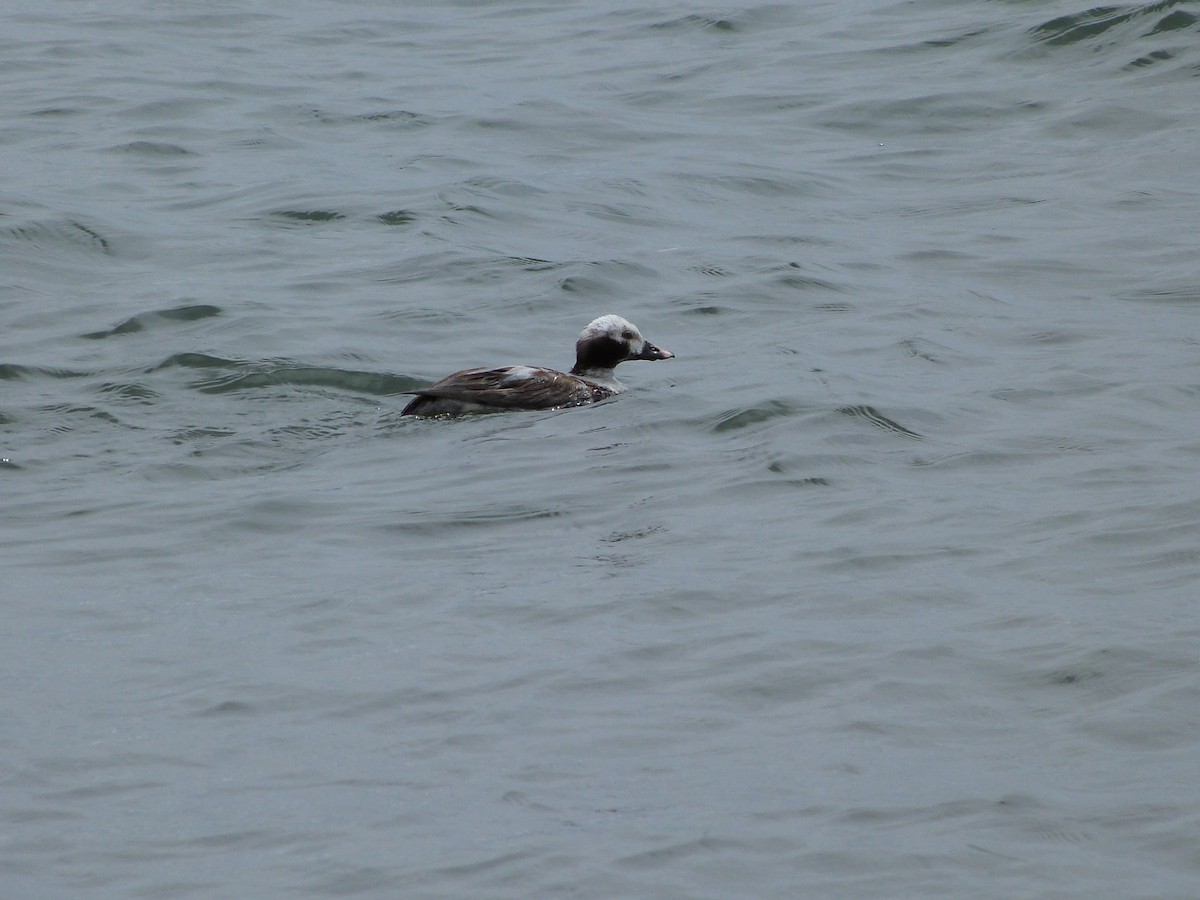 Long-tailed Duck - ML23901151