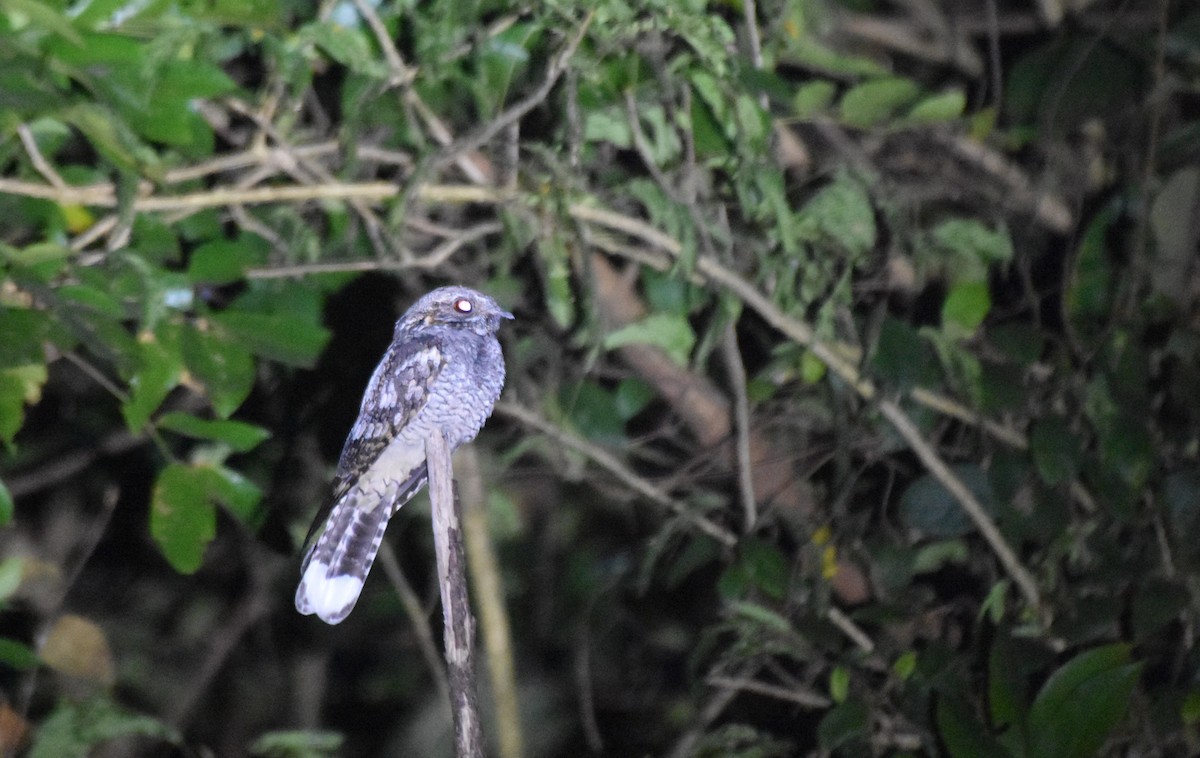 Indian Nightjar - ML239011611