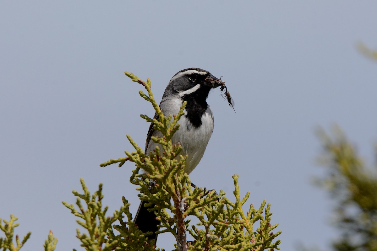 Black-throated Sparrow - Rahul Mukherjee