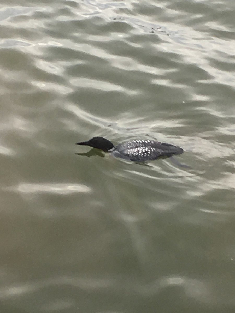 Common Loon - ML239013271