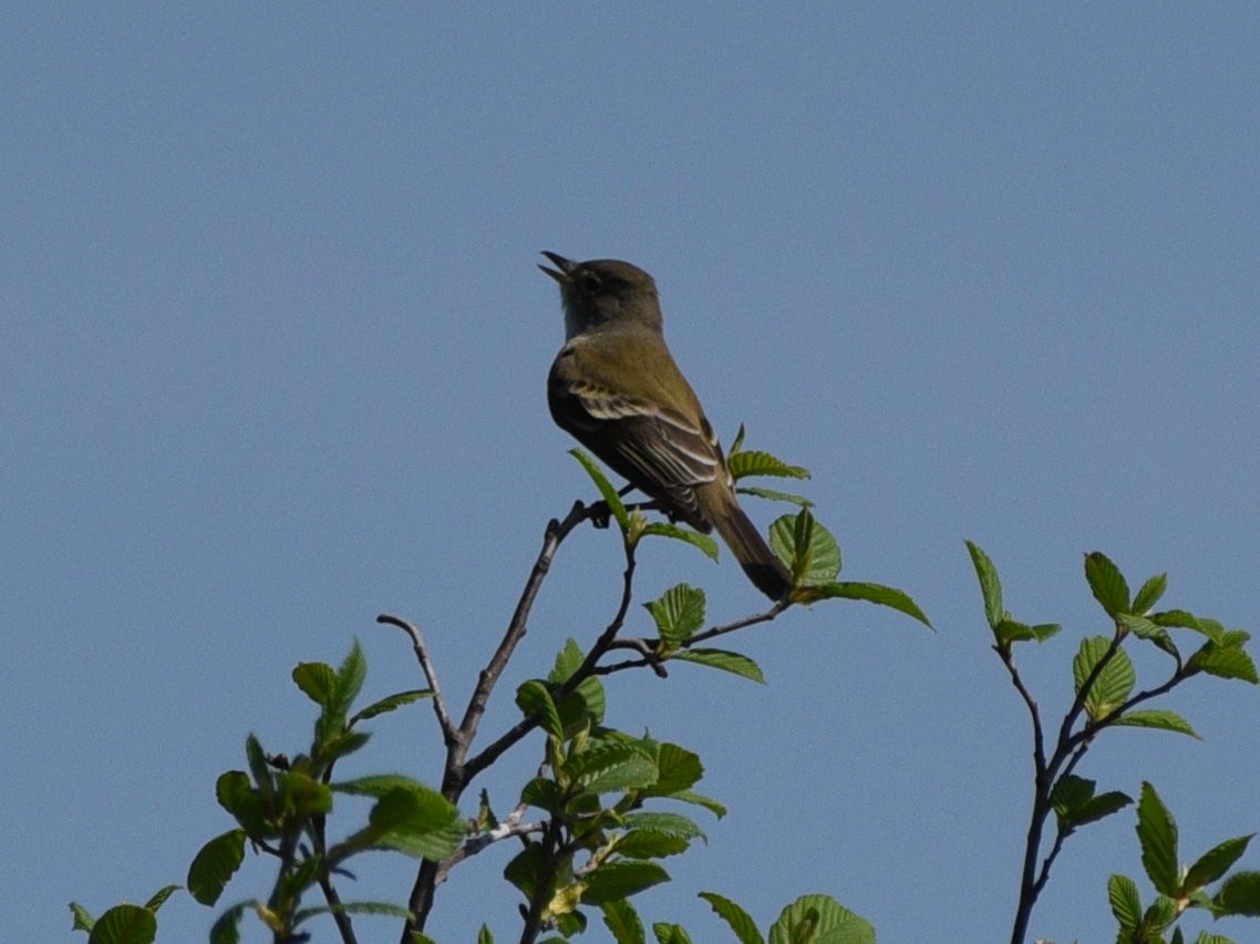 Willow Flycatcher - ML239014191