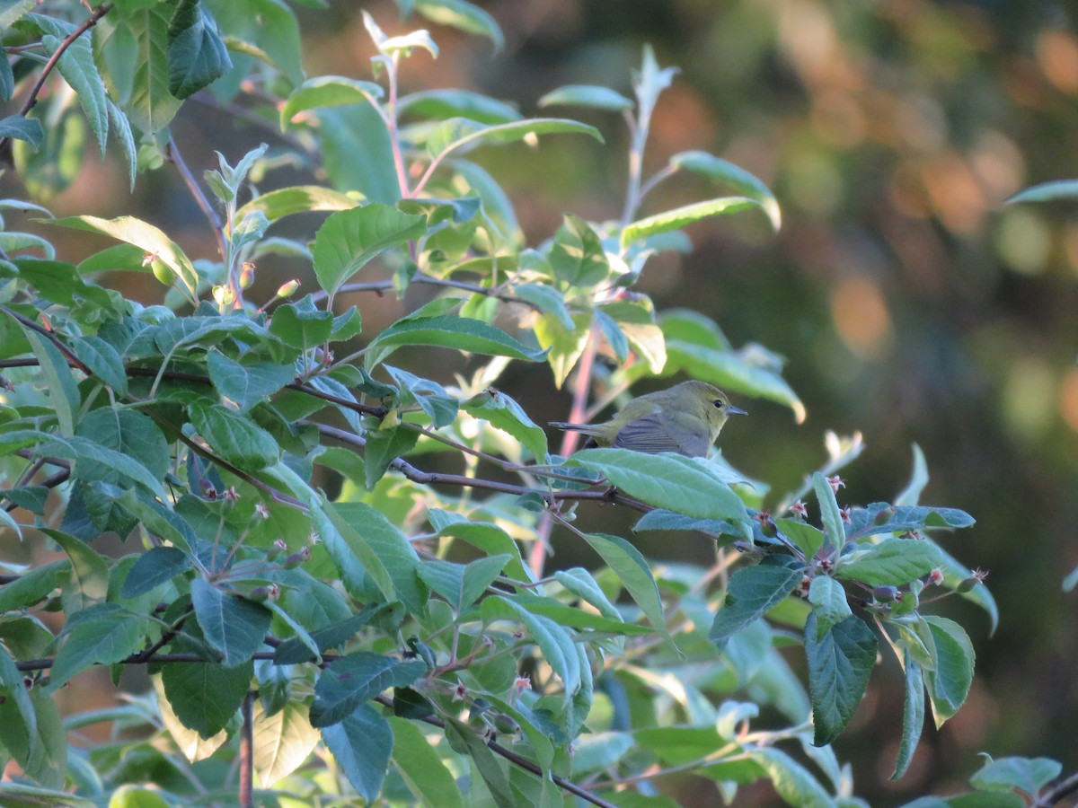 Orange-crowned Warbler - ML239014371