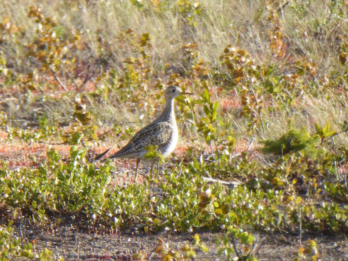 Upland Sandpiper - Julie-ann Bauer