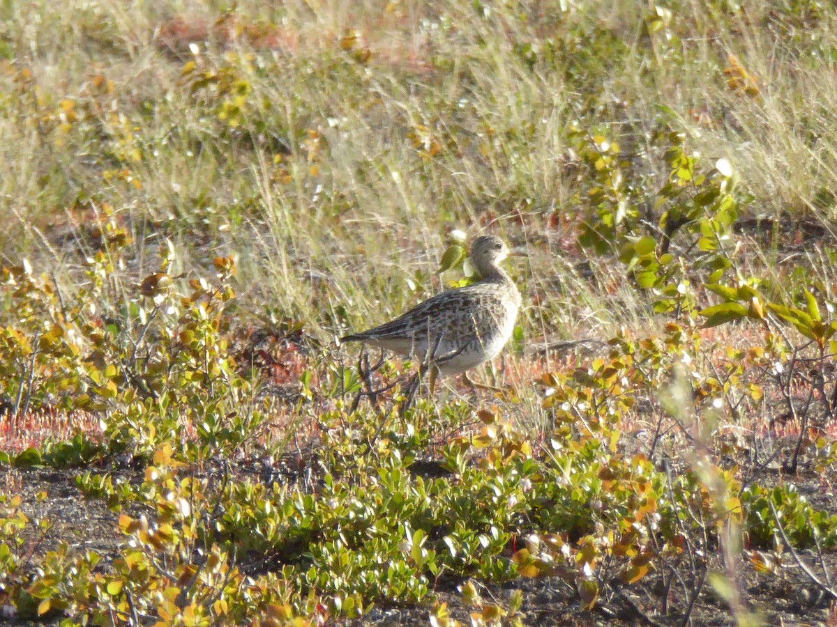 Upland Sandpiper - Julie-ann Bauer