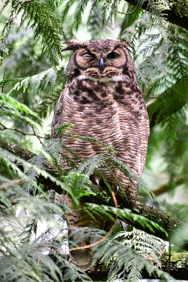 Great Horned Owl - ML239015841
