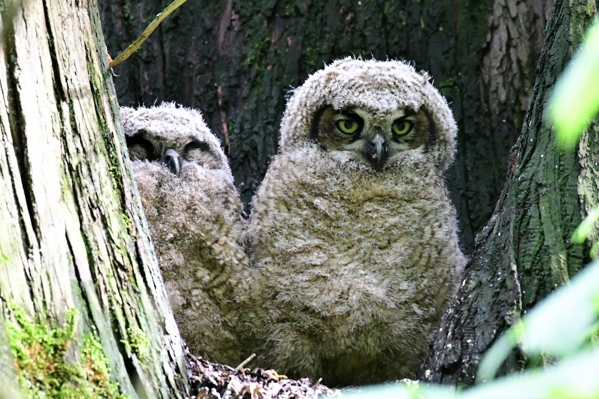 Great Horned Owl - ML239015851