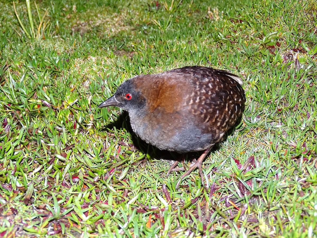 Black Rail (Junin) - ML239016331