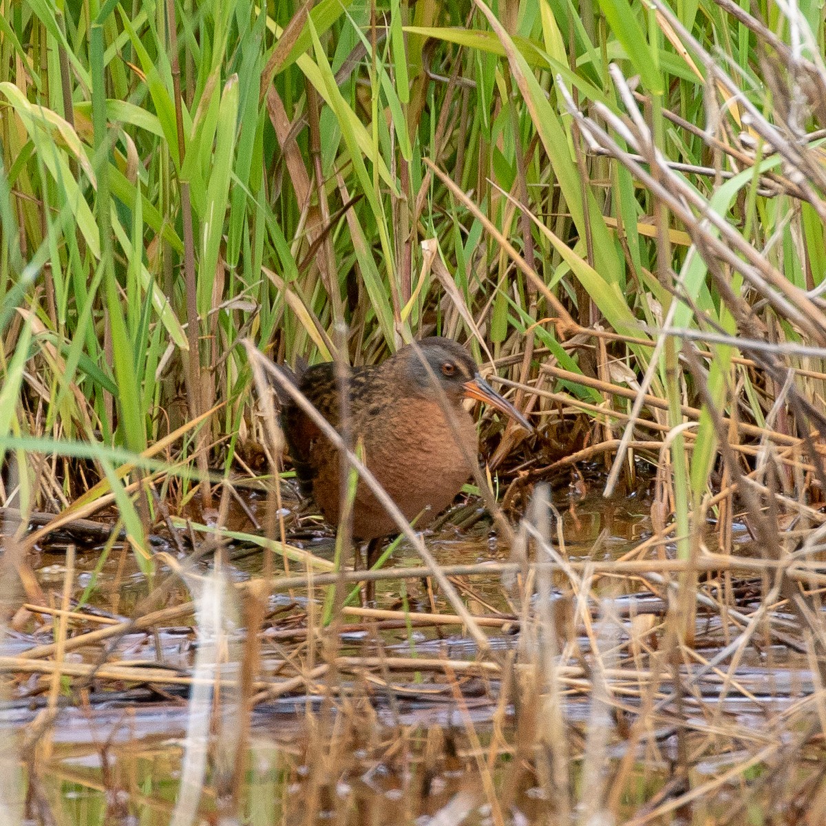 Virginia Rail - ML239017081