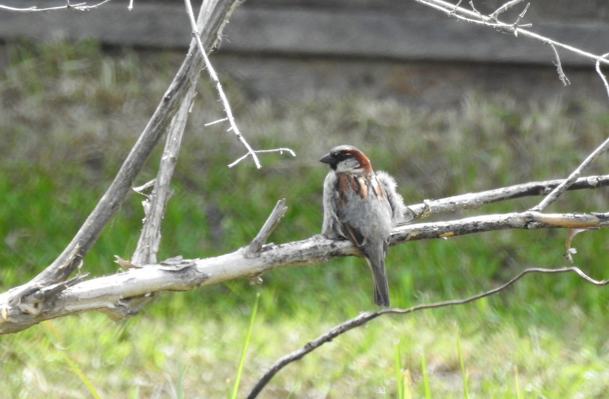 Moineau domestique - ML239017291